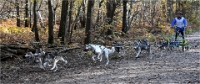 D6 Chiens traîneau 21-11-06_022 